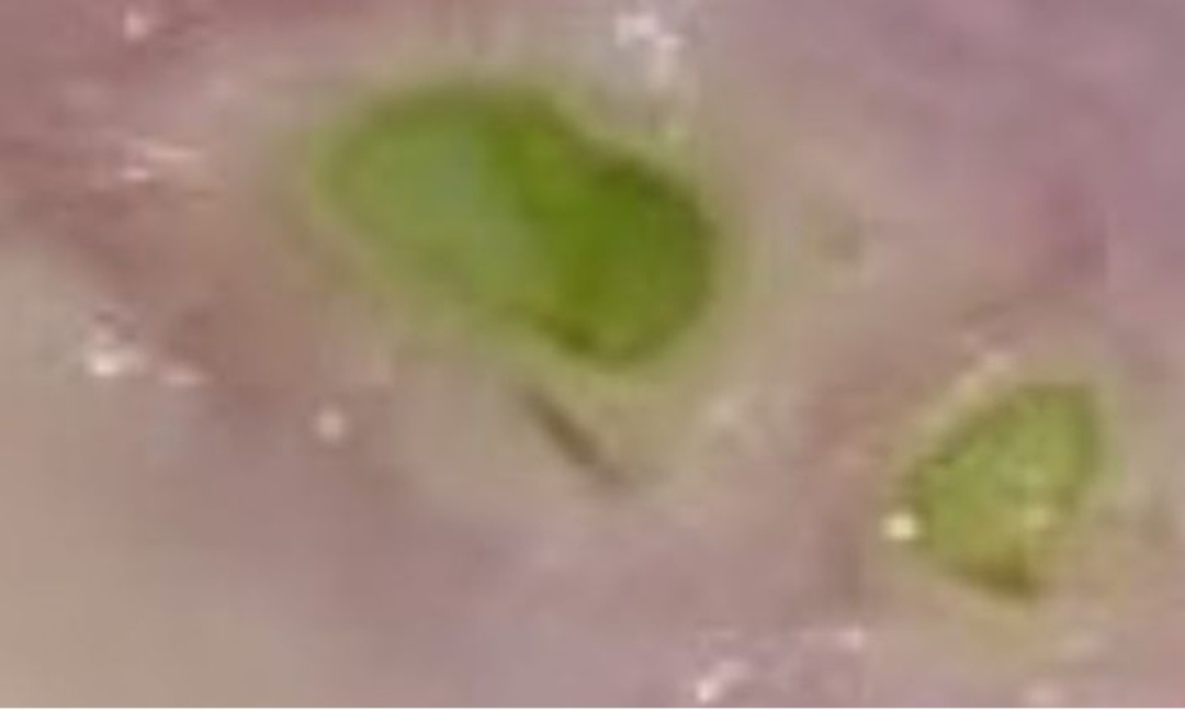 Onion Cooked in Milk: An Unmatched Natural Remedy