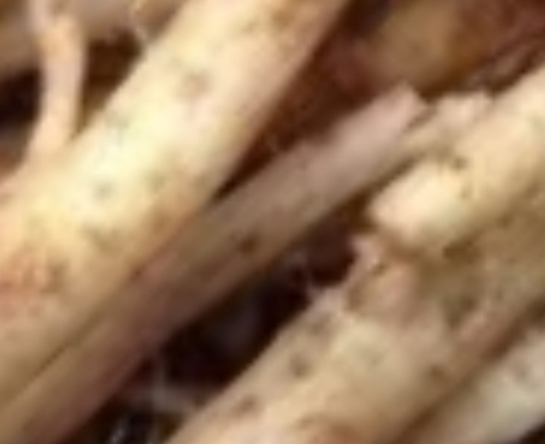The Powerful Plant That May Support Cancer Treatment: A Closer Look at the Benefits of the Greater Burdock Root