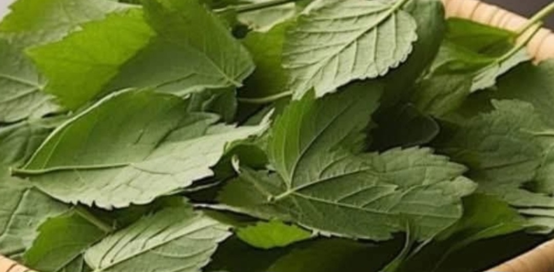 7 Healing Leaves That Naturally Support Diabetes, Blood Pressure, Pain Relief, Cholesterol, and Circulation