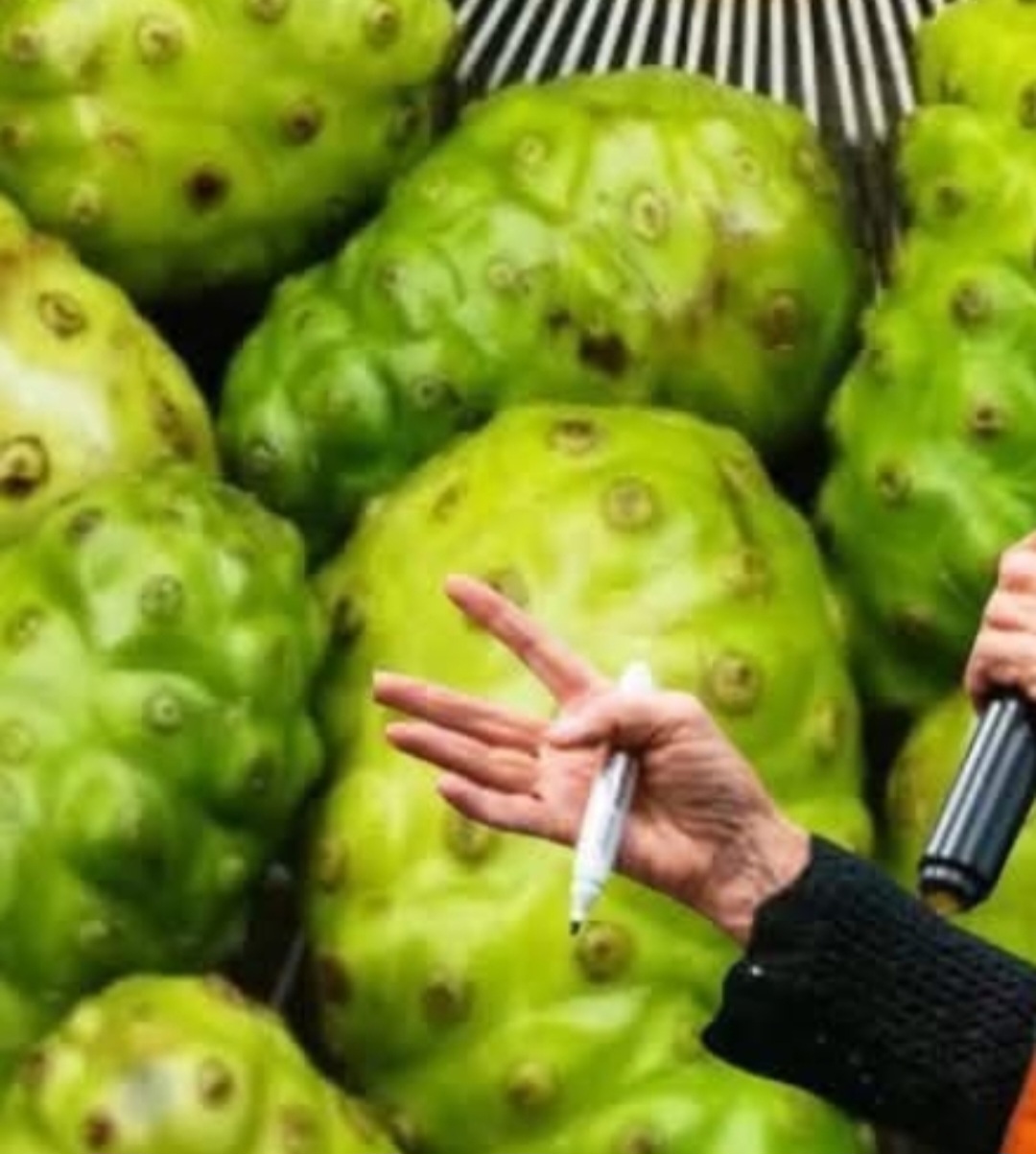 The Elixir of Life Discover the Healing Power of Noni