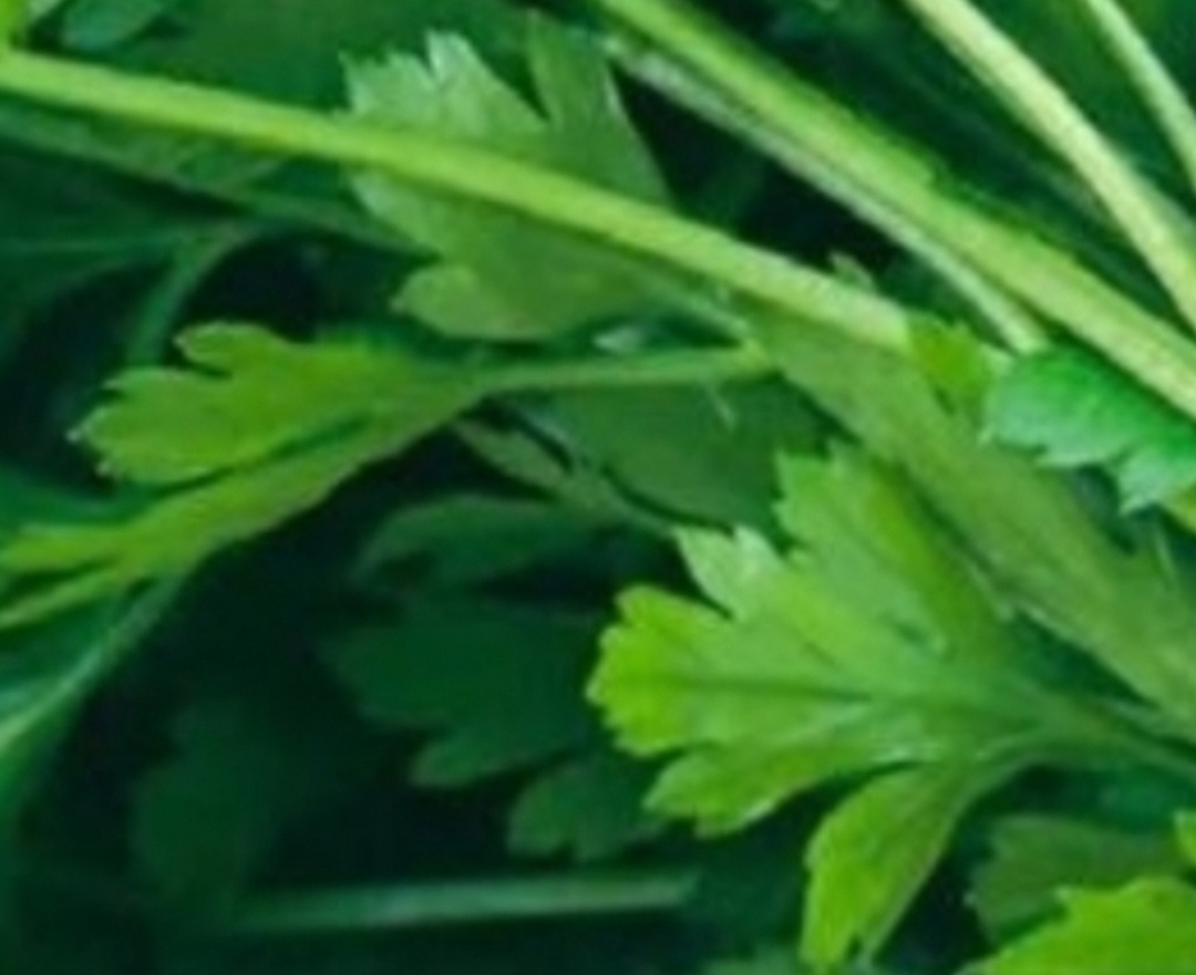 This plant k i l ls 86% of lung cancer