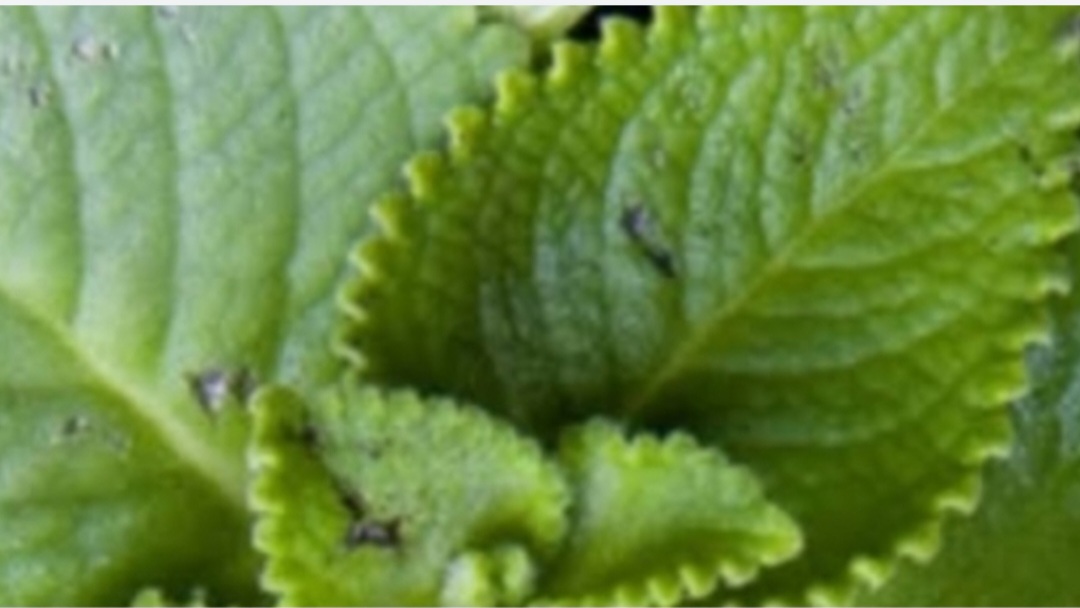 Oregano Nature s Small but Mighty Healer